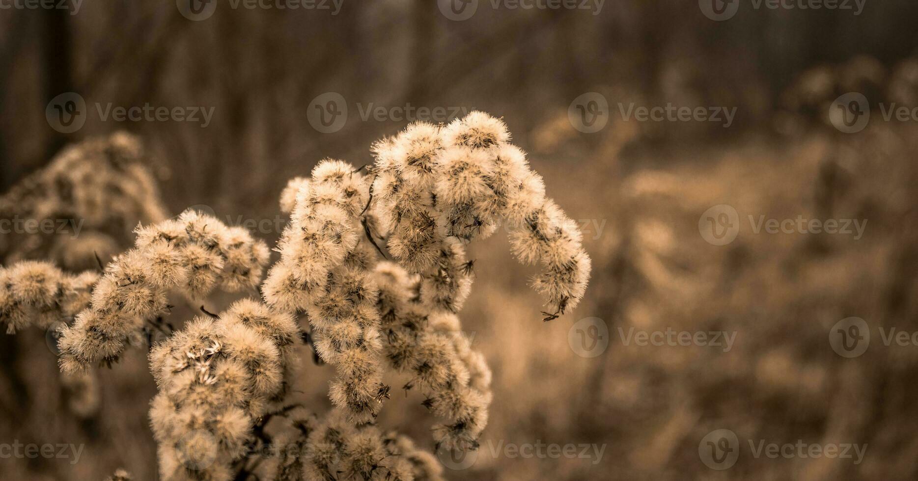 seco flores en el campo cerca arriba. natural antecedentes. Copiar espacio. foto