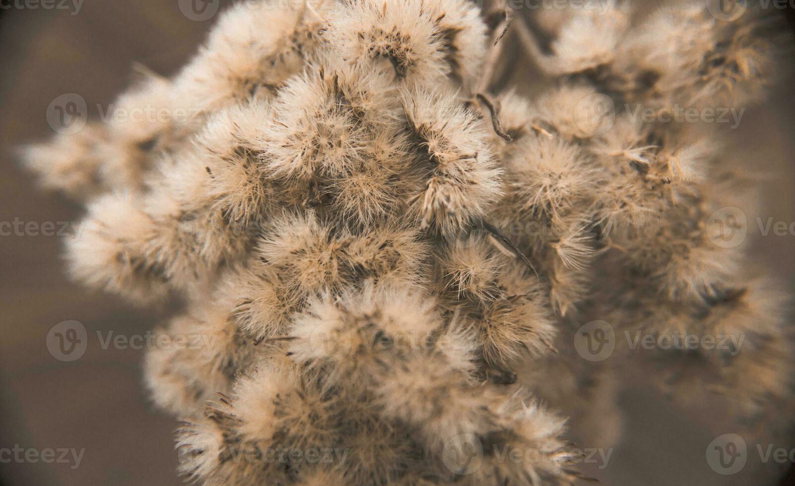 Close-up photo of dried flowers. Soft focus. Natural background.