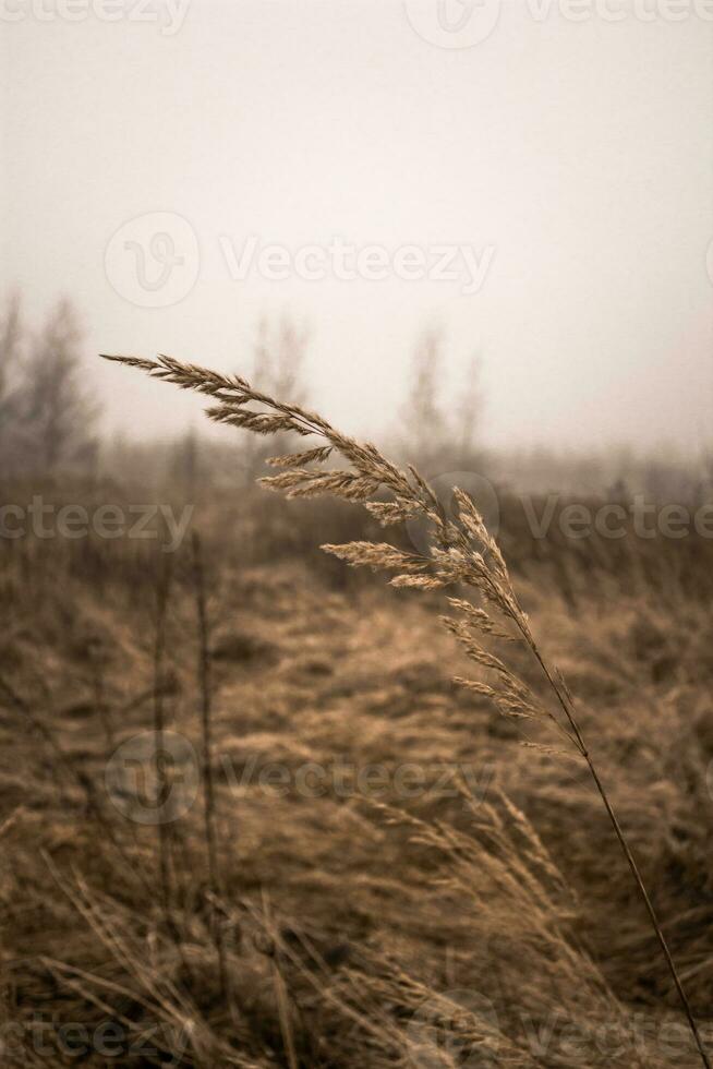 Dry grass in the field on a background of foggy sky. photo
