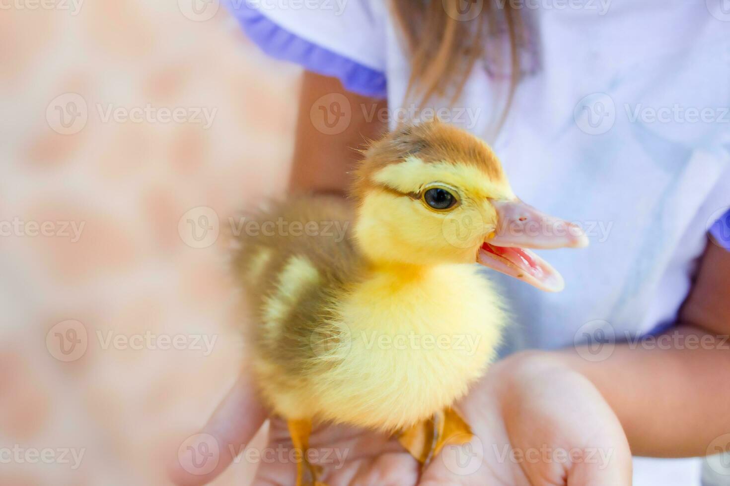 Duck on children's hands, close up. Children and animals. Life in the village photo