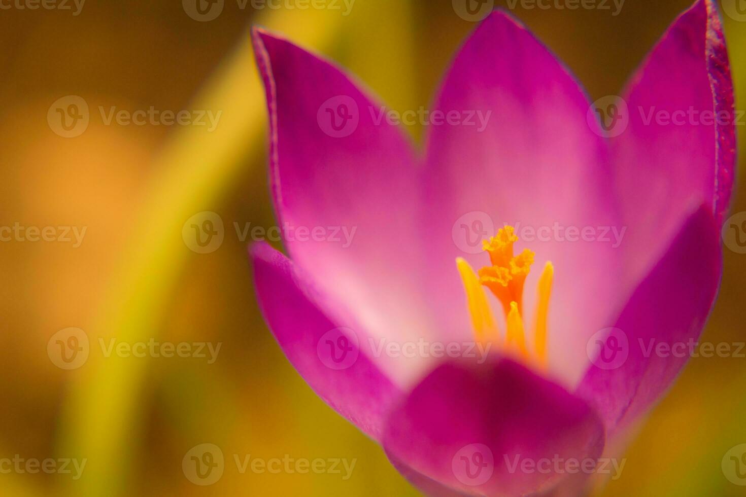 Crocus vernus with pink petals. Spring crocus. Spring flowers. Close-up. Macro. Soft focus. photo