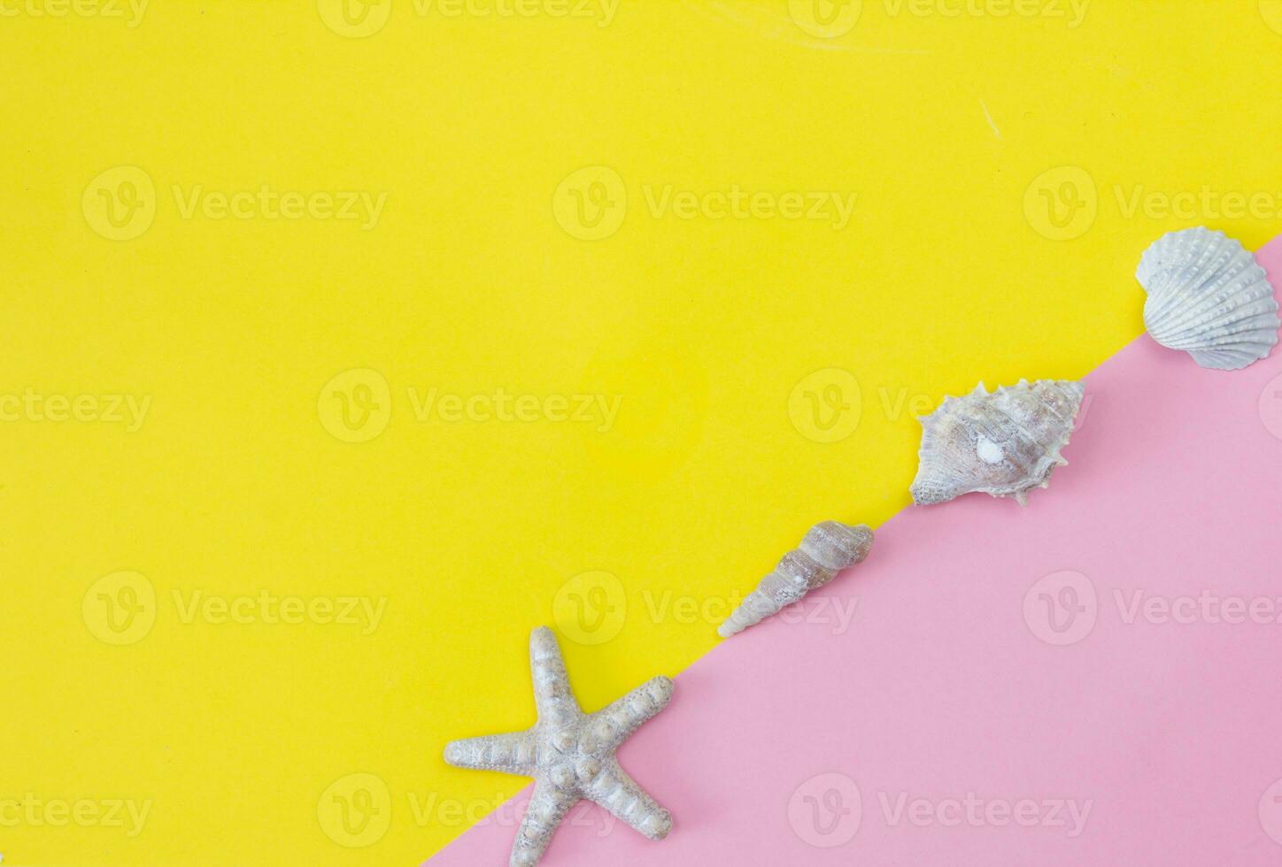 Seashells on a yellow and pink background. Copy space. Flat lay. Minimalism photo