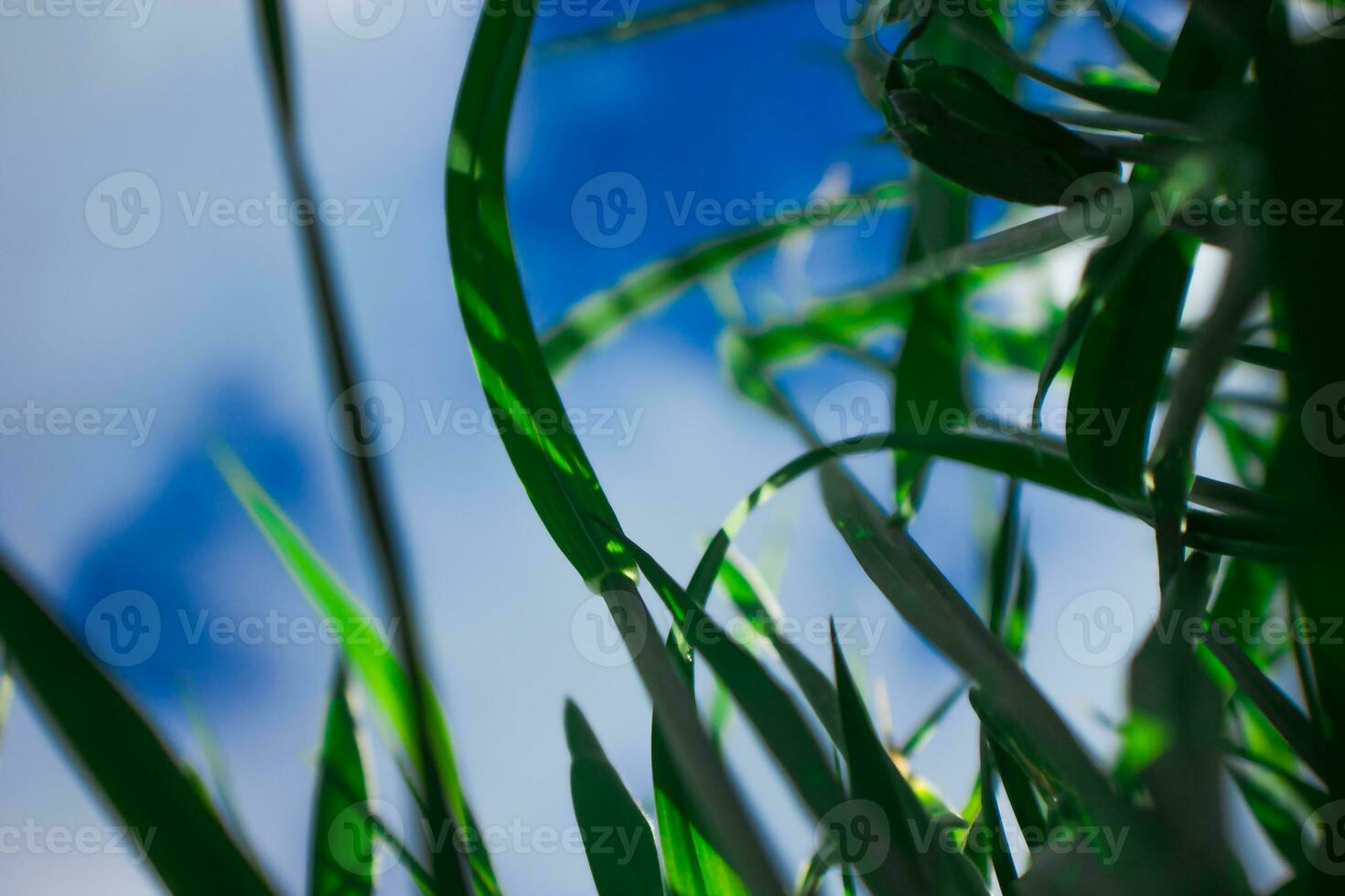 Grass on a background of blue sky. Grass close-up. Natural background. photo