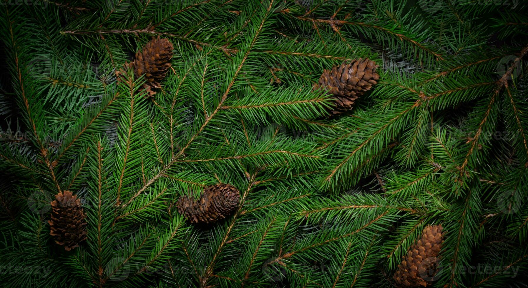 Christmas tree branches. Green natural background. Christmas background. Nature New Year concept photo