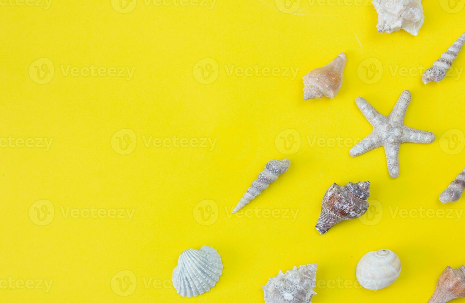 Various seashells on a yellow background. Flat lay. Copy space. photo