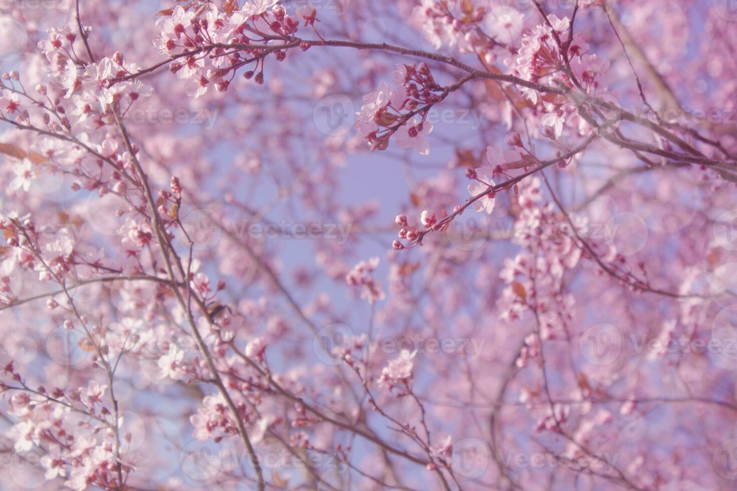 Background with pink flowers. Floral background for design. Spring flowering. Soft focus. photo