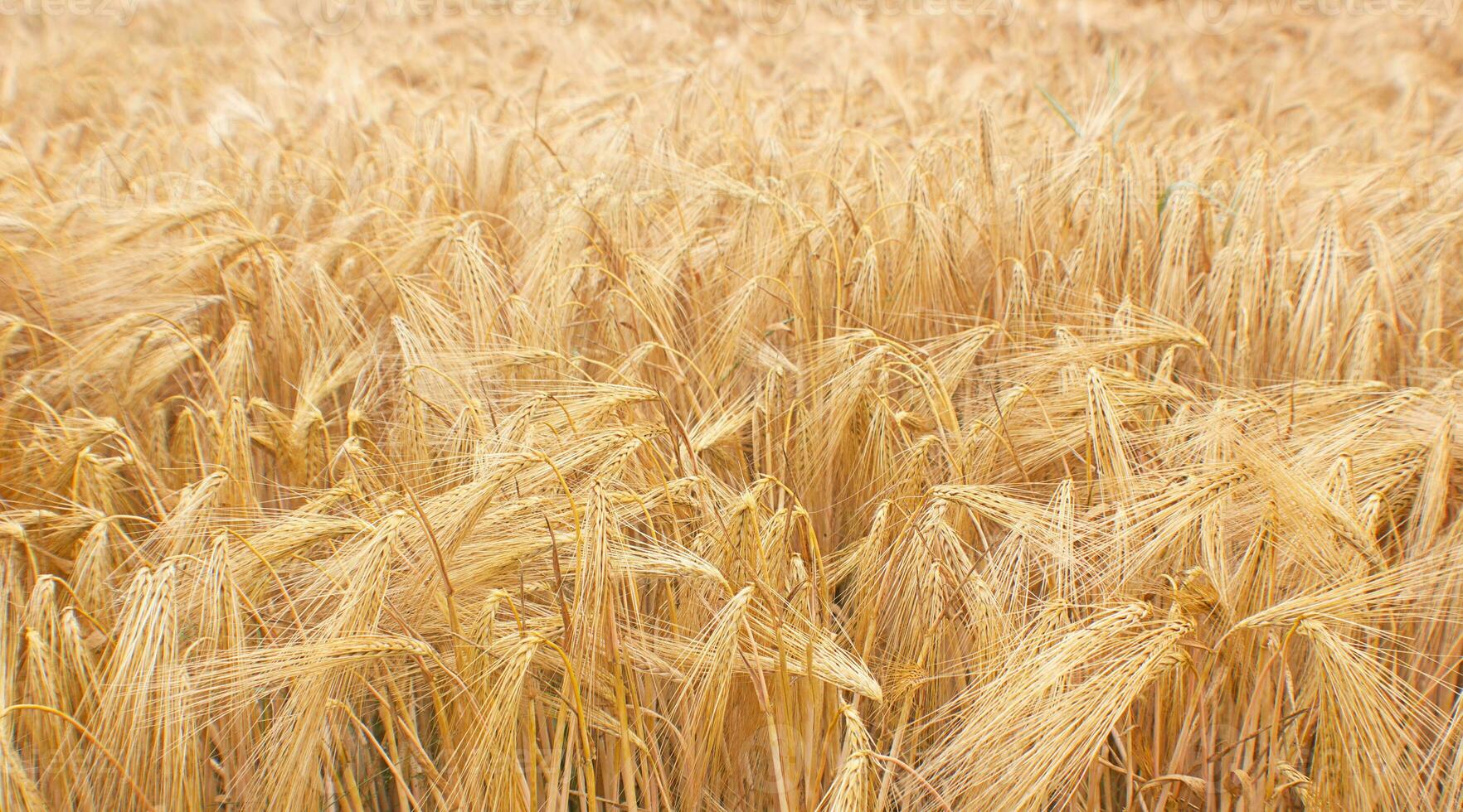 Wheat field crops. Golden wheat ears or barley harvest background. Wheat grain field farm - ripe grains, bran, agro. Organic food concept. Rural landscape, yellow rye straw grows in summer. photo