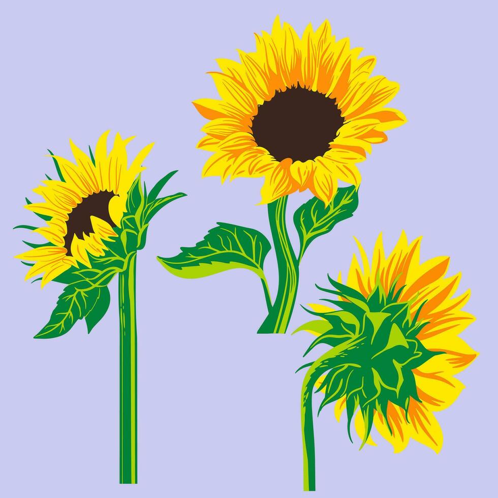 de colores plano vector ilustración de girasol. para cosmético paquete diseño, medicinal hierba, tratando, medio cuidado, huellas dactilares. diseño elemento para tela, textil, ropa, envase papel, fondo de pantalla