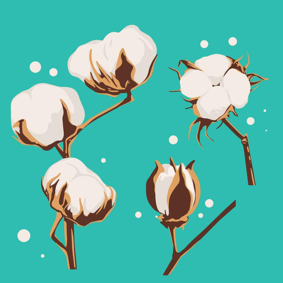 Set of cotton flowers. Vector hand drawn botanical illustration.
