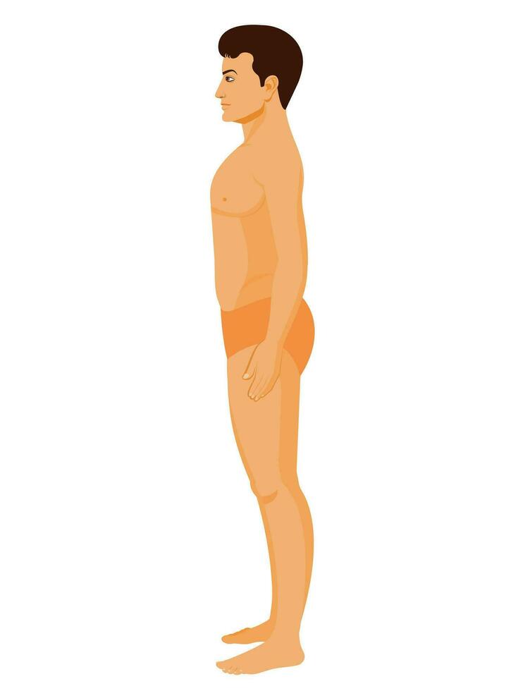 Human side Character design, for animation, games, medical illustrations, education illustration vector