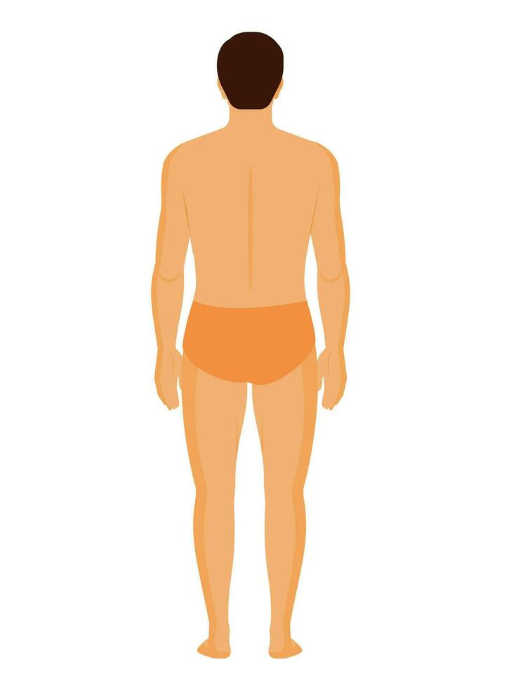 Woman body front and back view vector illustration. Isolated