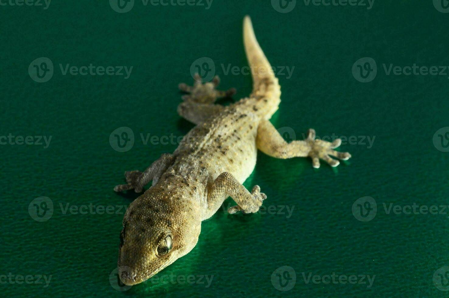 a geckole on a green surface photo