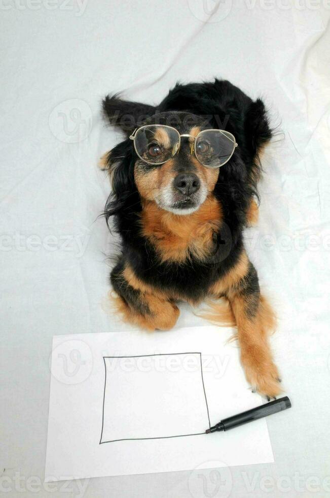 a dog wearing glasses and holding a pen photo