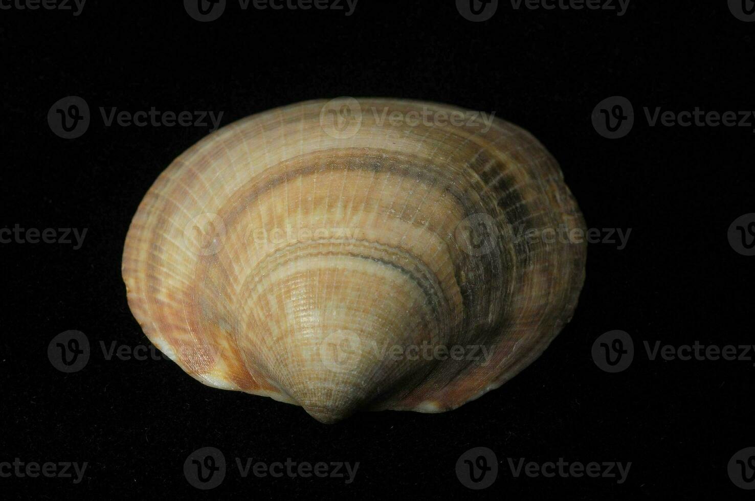 a single shell on a black background photo