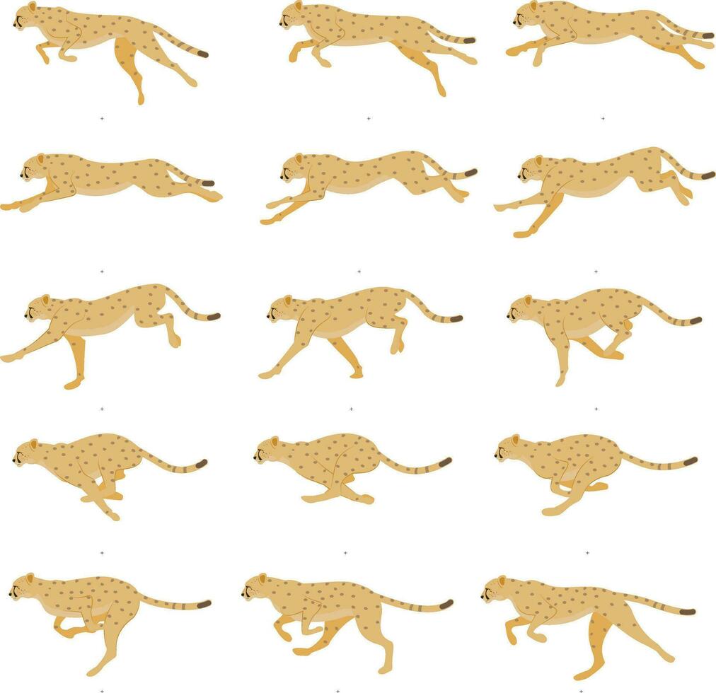 Cheetah - Runing- Animation Spritesheet, realistic animation, animal animation. vector