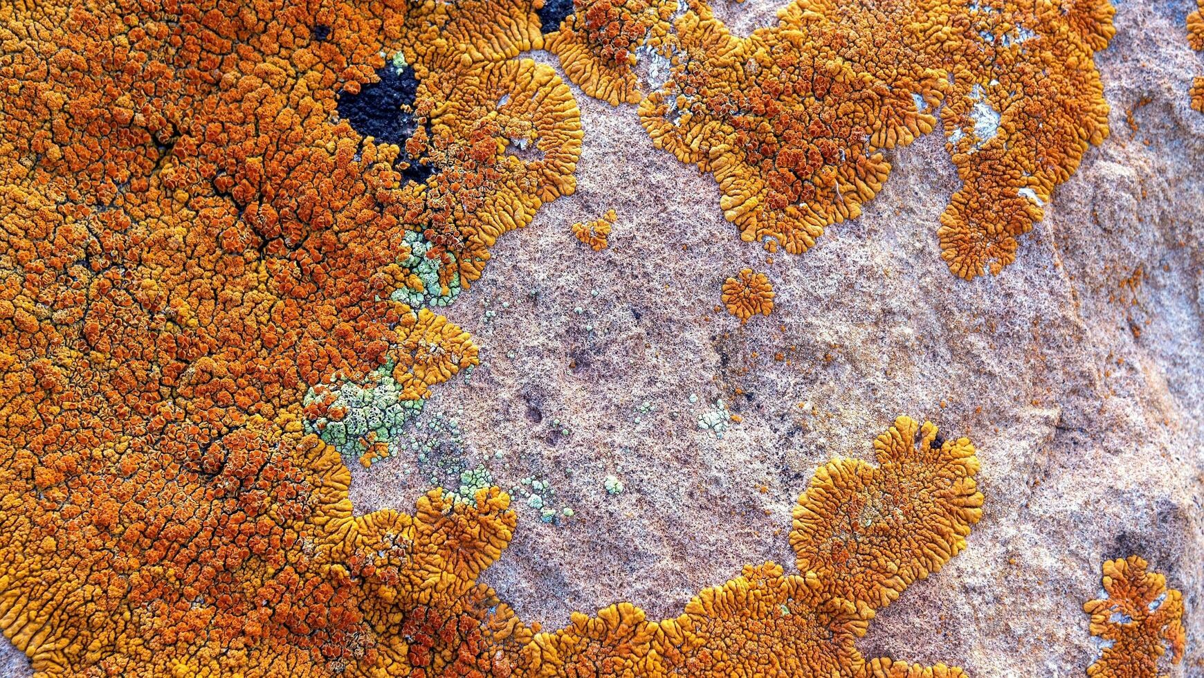 Icelandic lichen on stone macro pattern photo