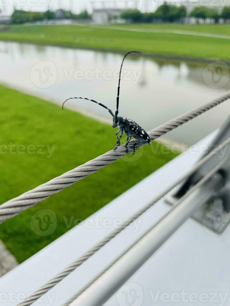 longhorn beetle poses very cool on the bridge in the morning photo