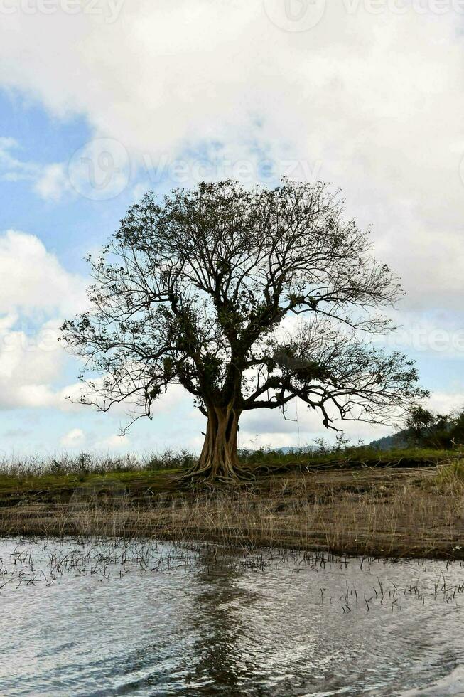 a lone tree stands in the middle of a lake photo