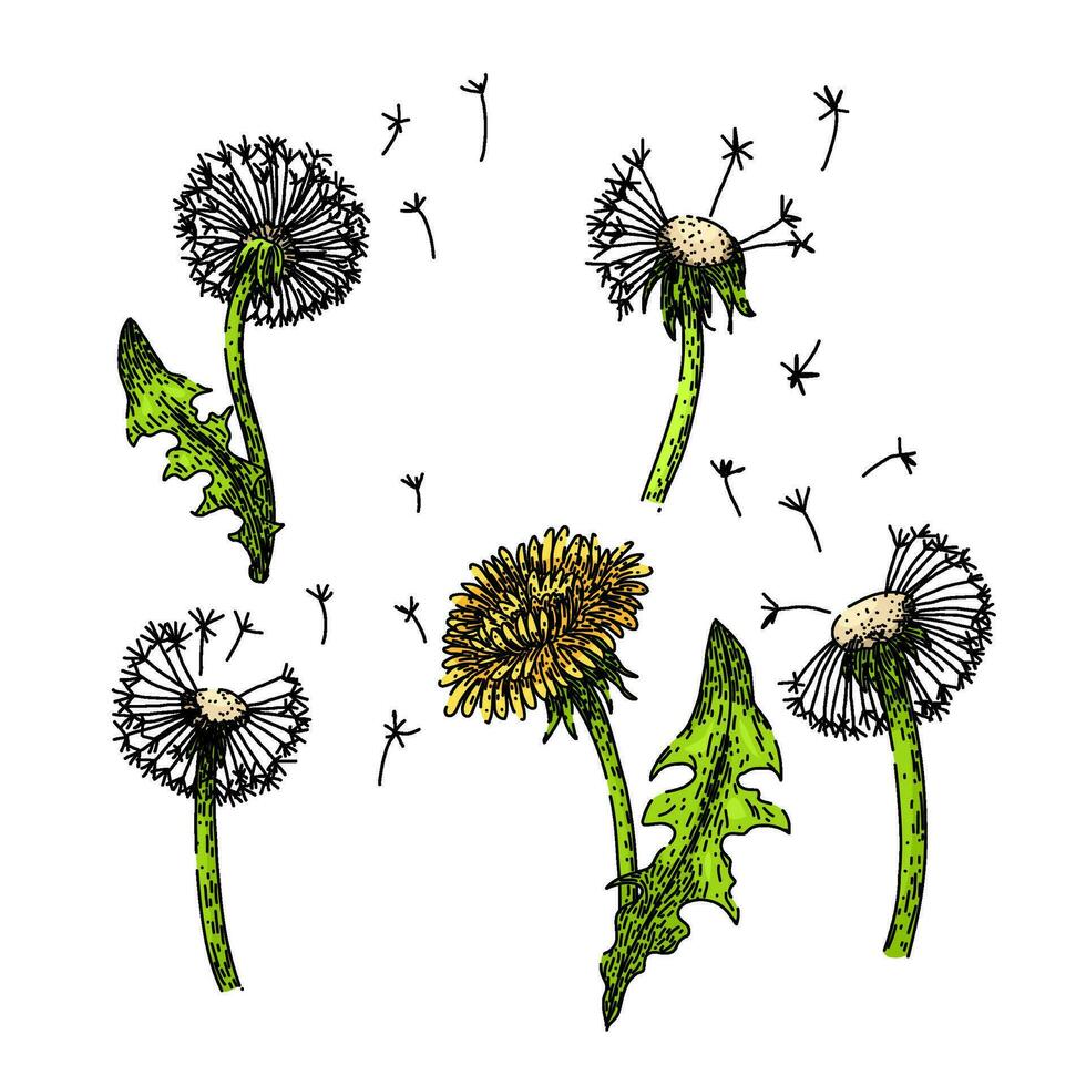 dandelion set sketch hand drawn vector