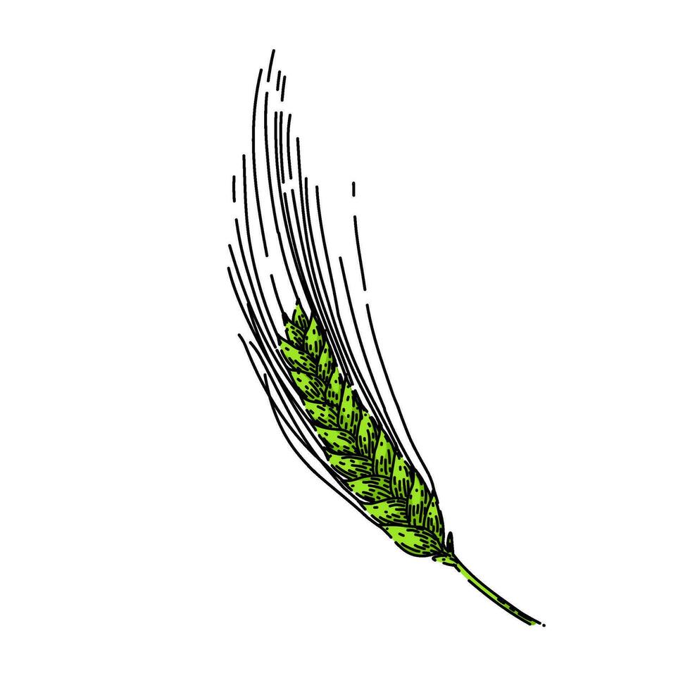 agriculture barley sketch hand drawn vector