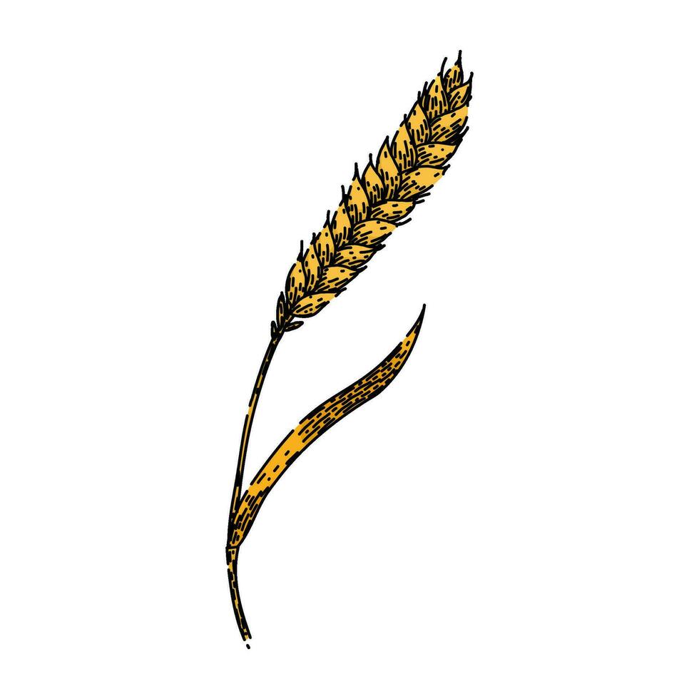 bread wheat sketch hand drawn vector