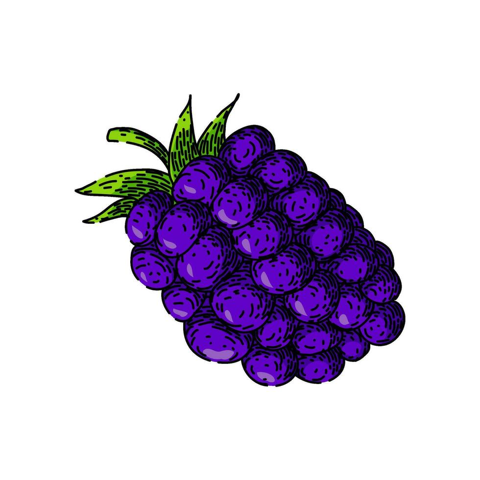 organic blackberry sketch hand drawn vector