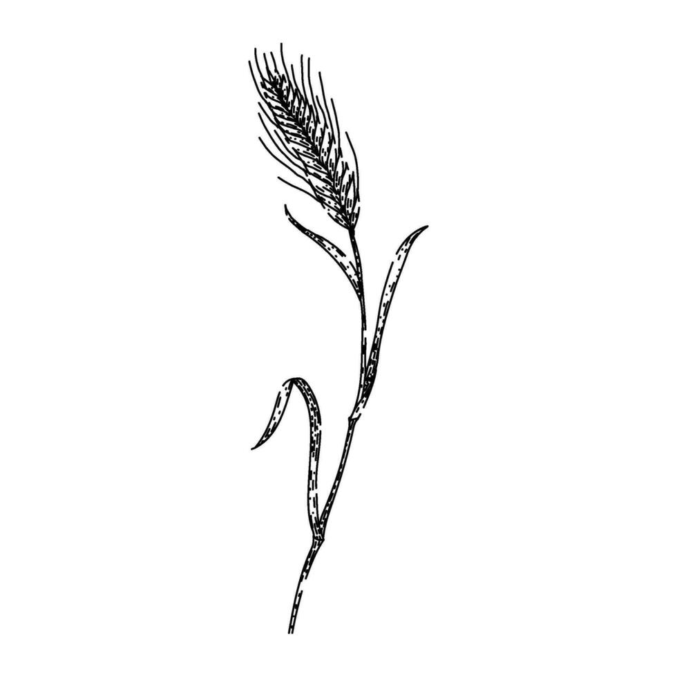 barley rye sketch hand drawn vector