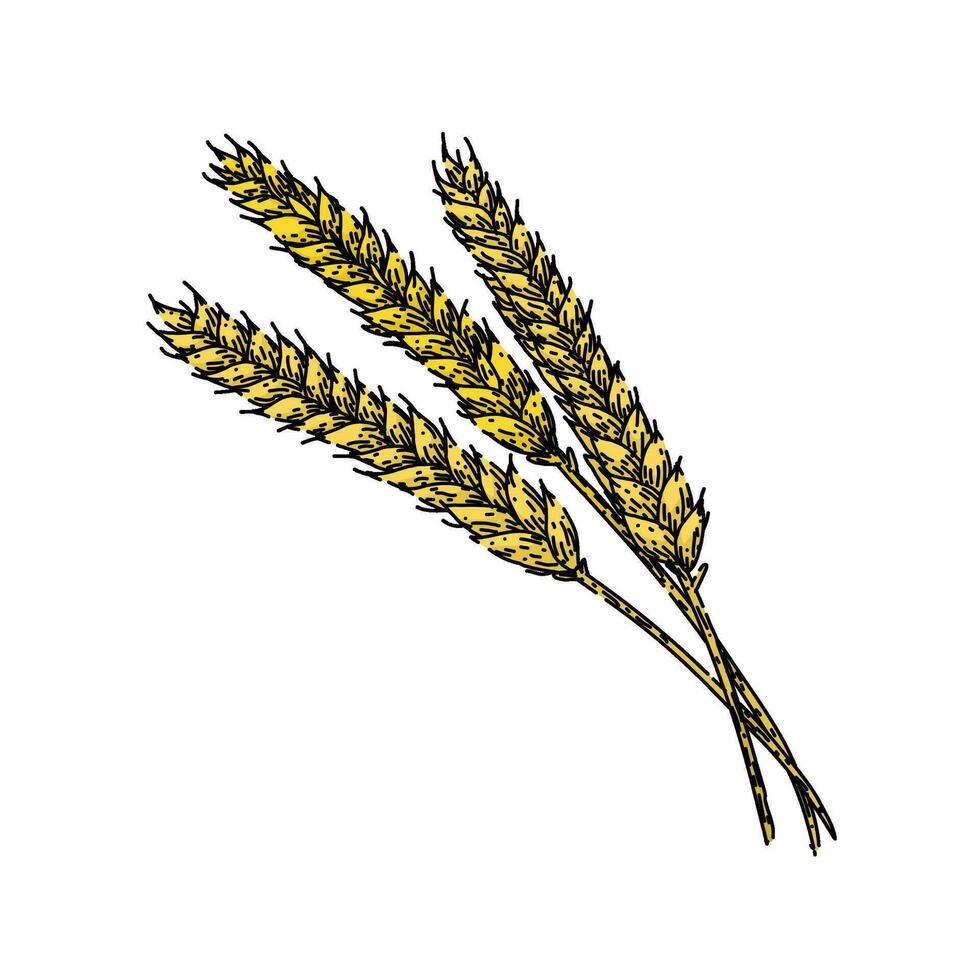 crop wheat sketch hand drawn vector