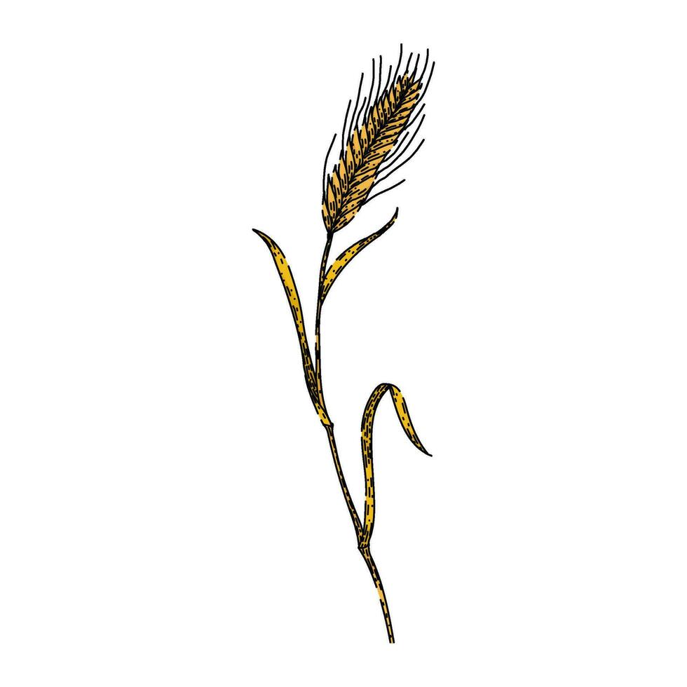 barley rye sketch hand drawn vector