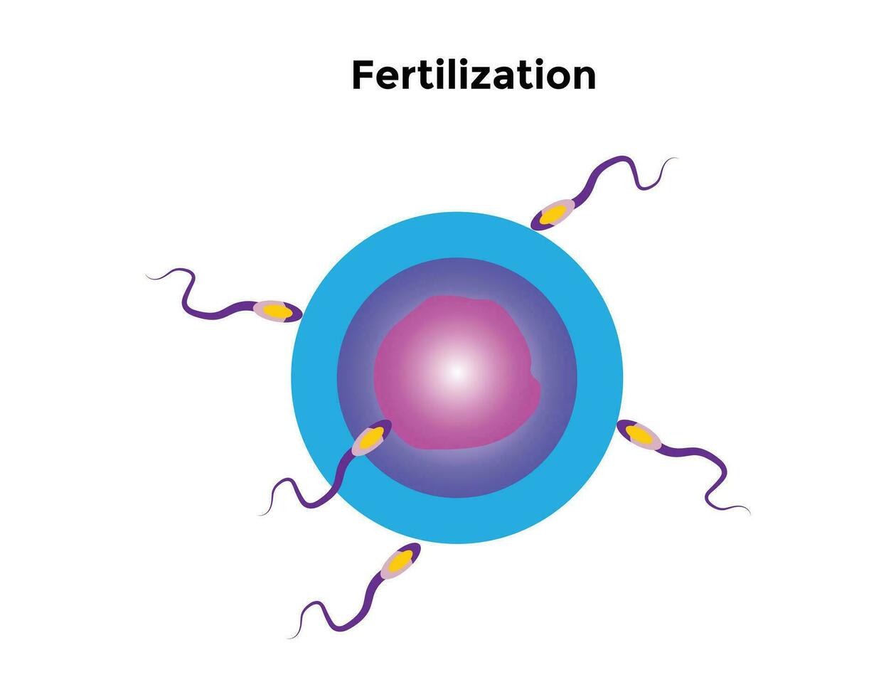 Human fertilization is the union of a human egg and sperm vector