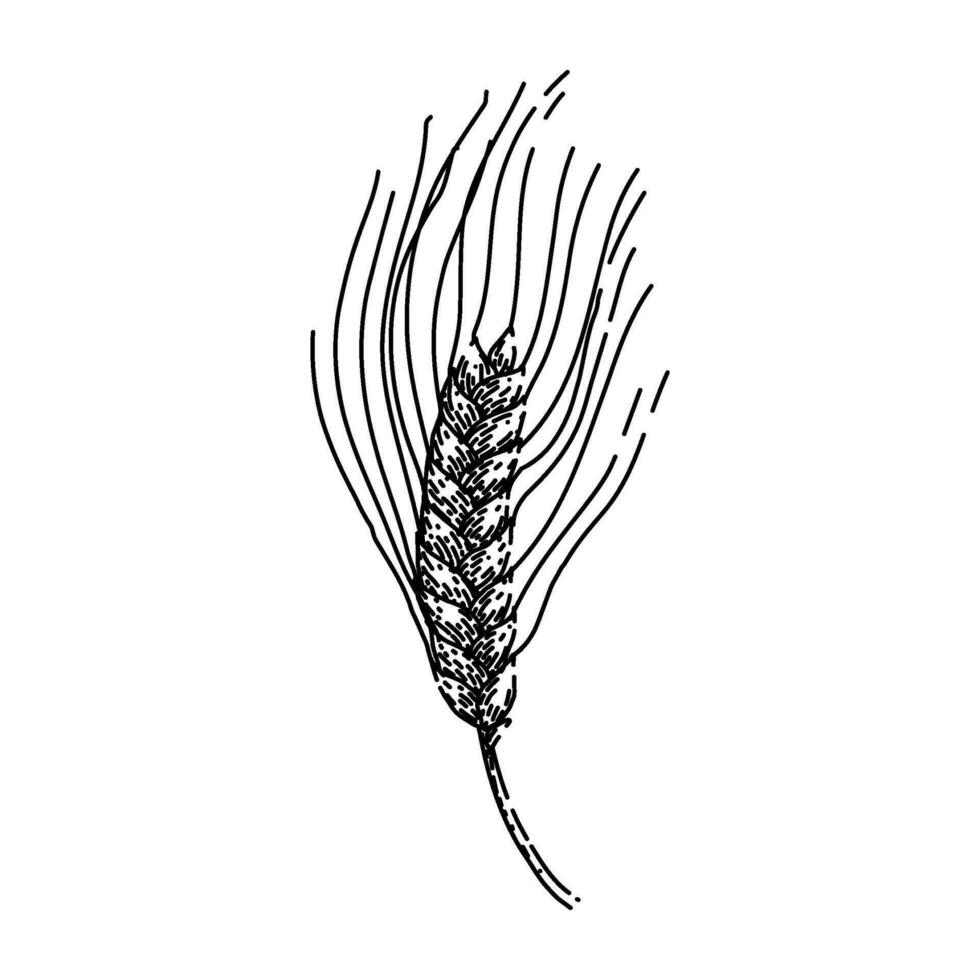 wheat barley sketch hand drawn vector