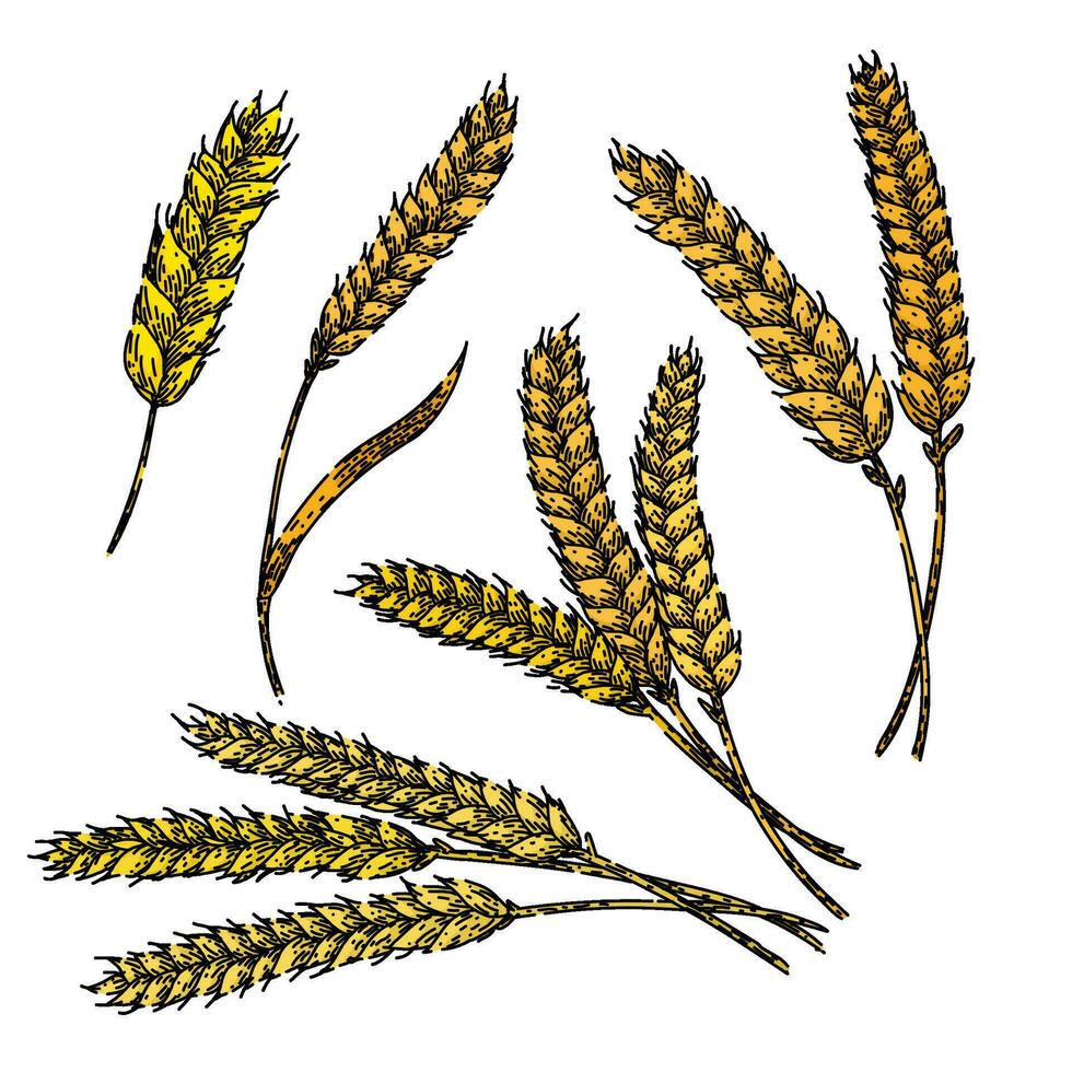 wheat set sketch hand drawn vector