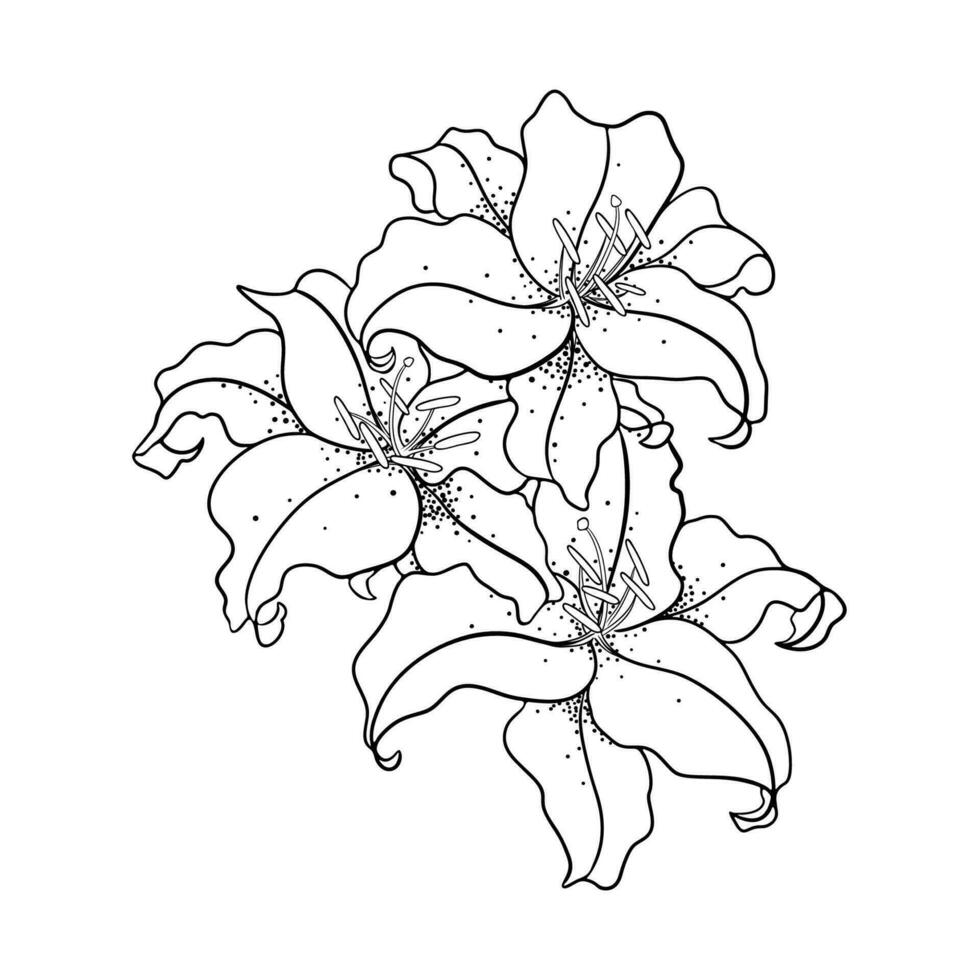 Linear Drawing of Lily Flowers. Botanical Sketch on a White Background. vector