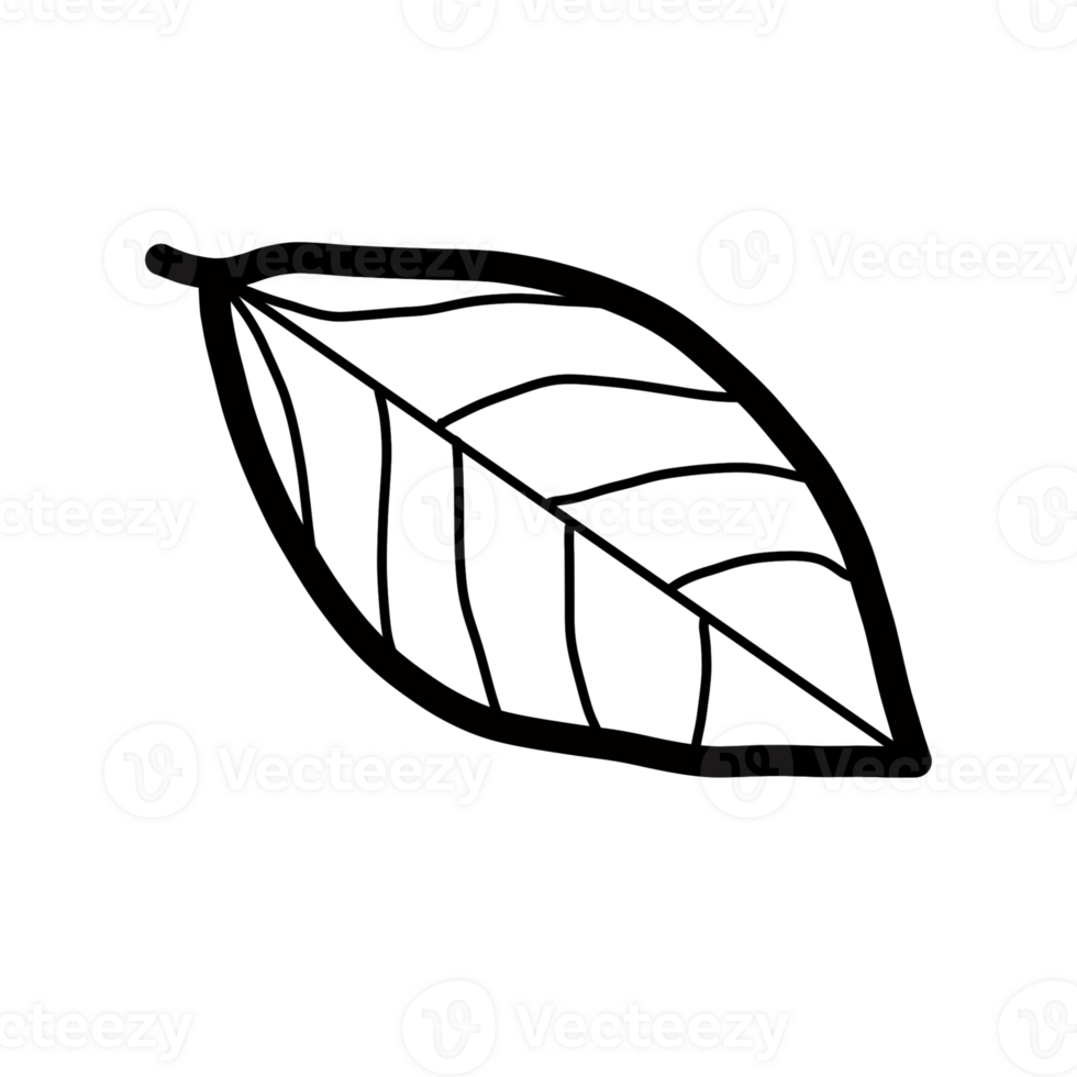 bay leaf Hand drawn organic line doodle 34914692 PNG