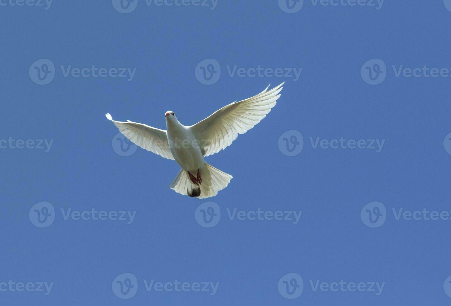 white feather pigeon flying against clear blue sky photo