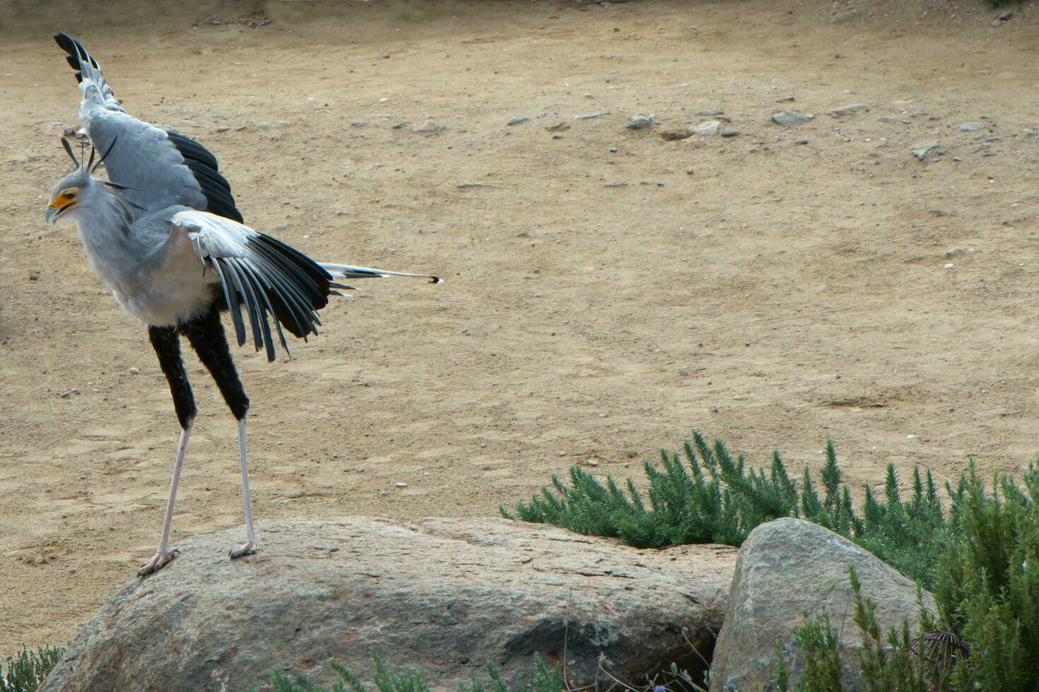 Secretary bird on a rock with spreaded wings photo