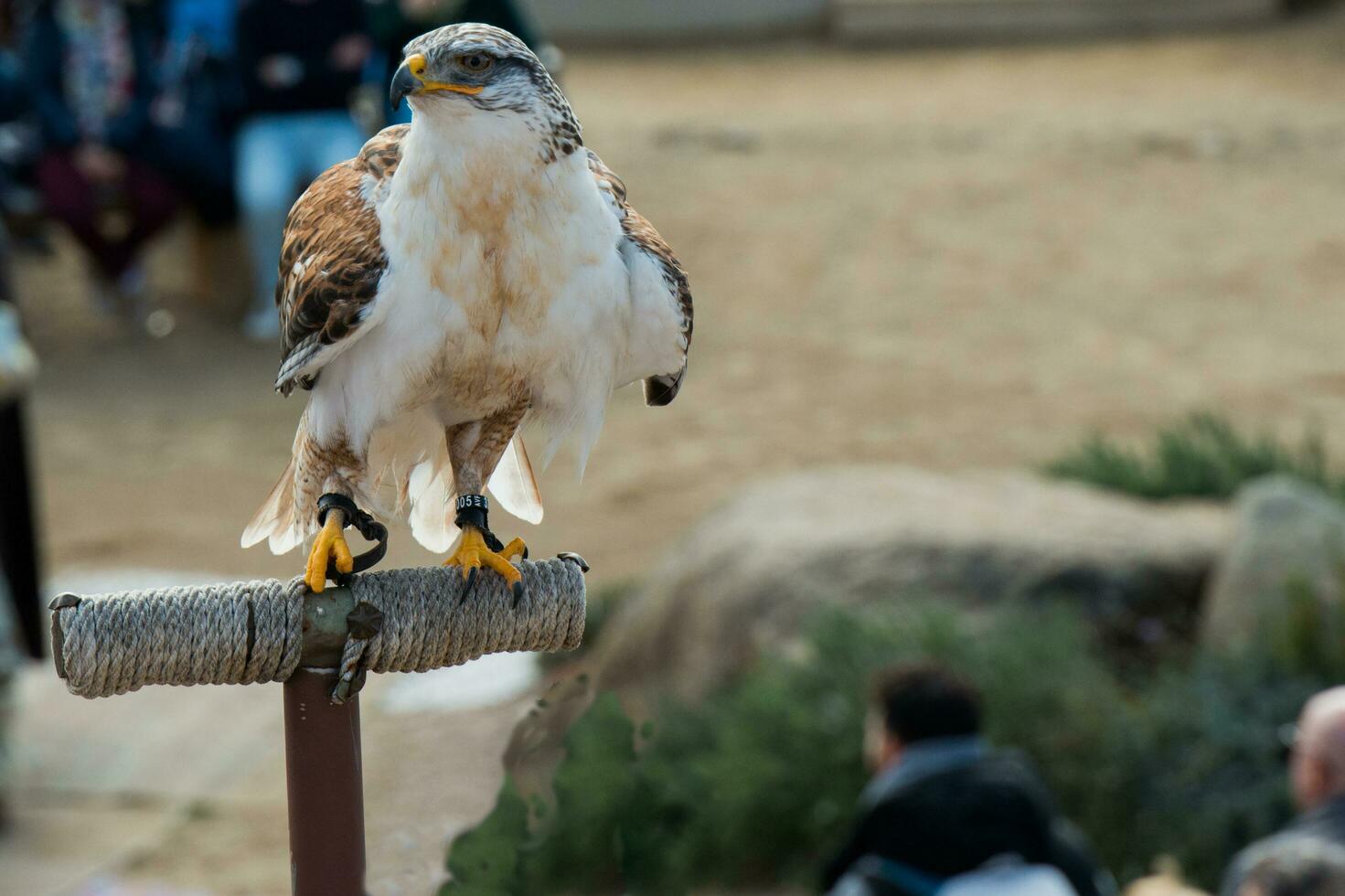 Trained golden eagle photo