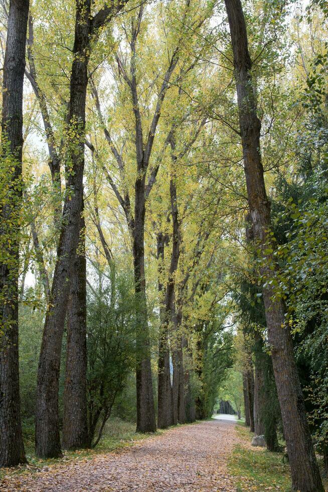 Walking path in a forest in autum. No people photo