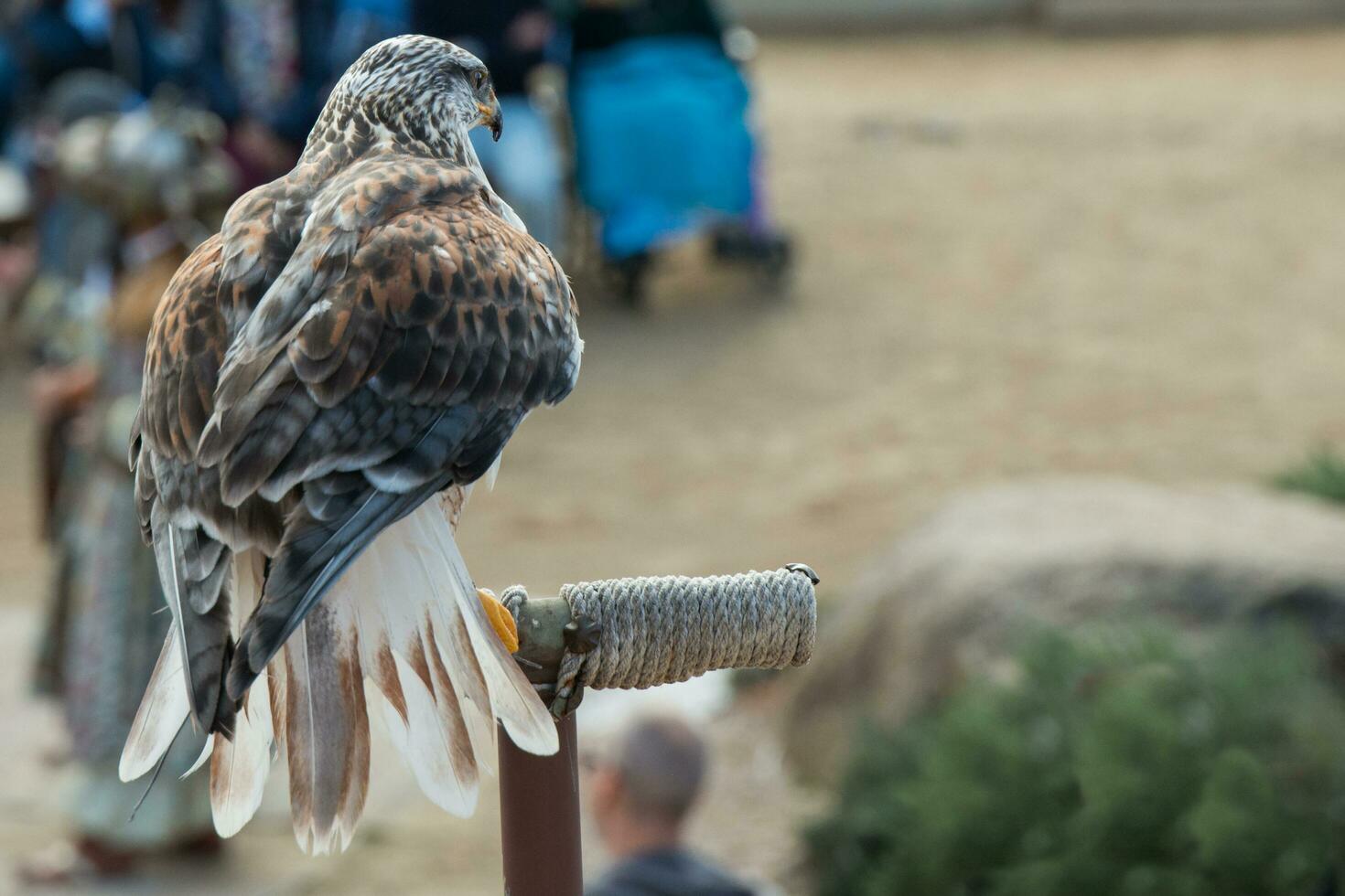 Trained golden eagle looking to the right photo