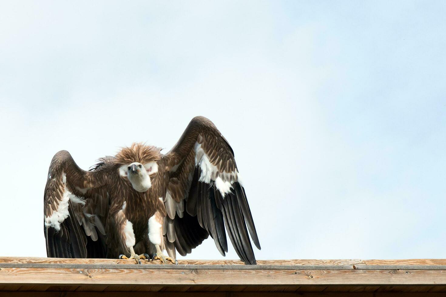 Big brown vulture on a wooden roof photo