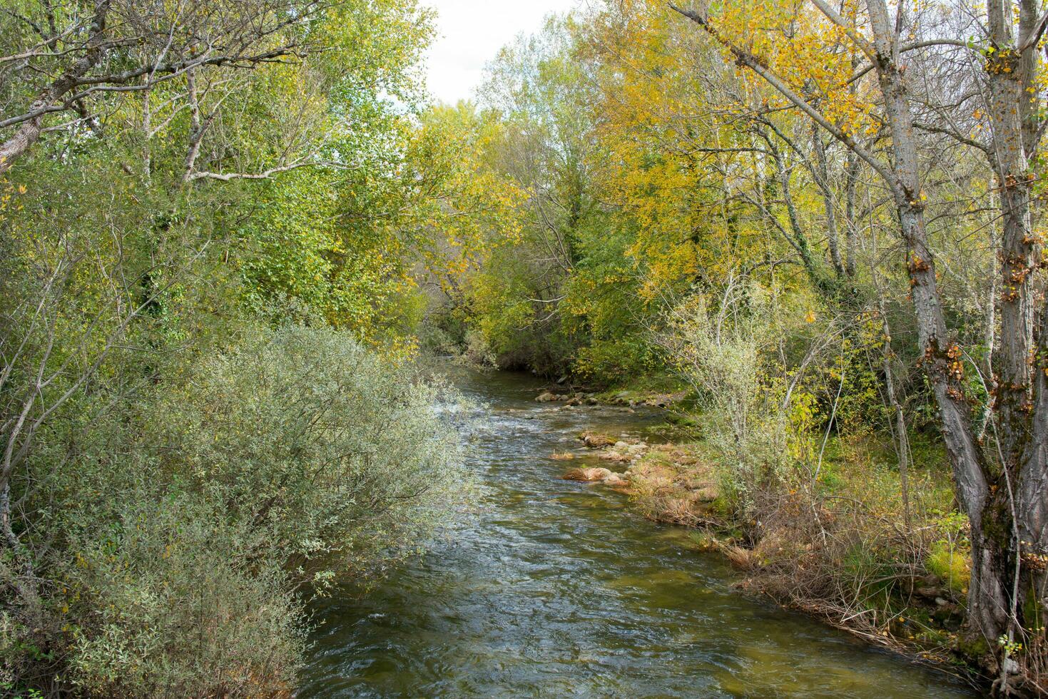 Aerial view with forest and river in autumn colors photo
