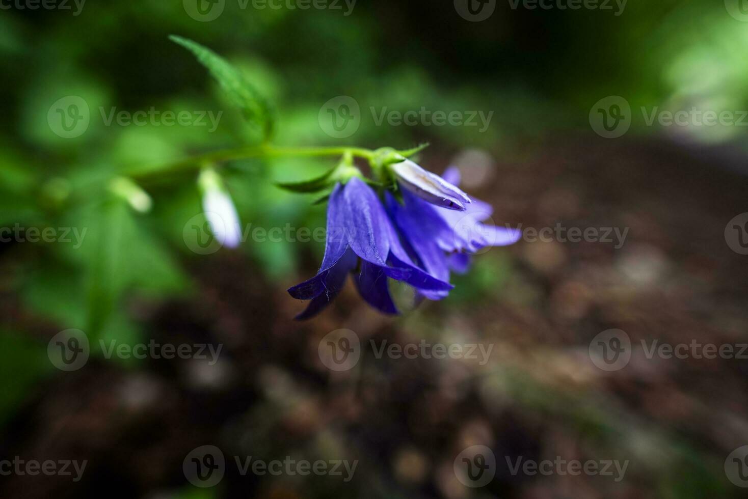 2023 7 30 Val Fredda Campanula rhomboidalis.jpg photo