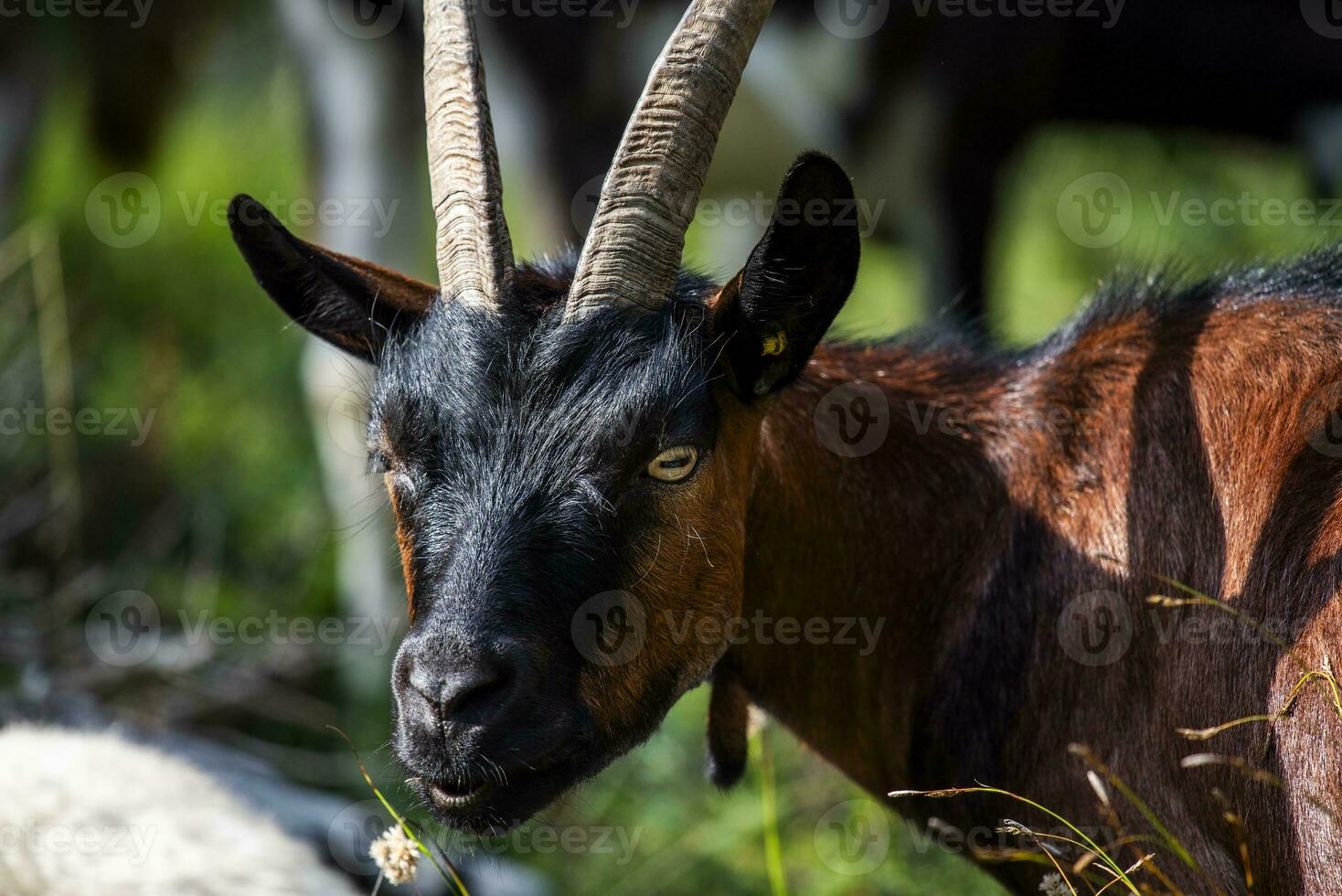 2023 7 29 Ortigara goat 5.jpg photo