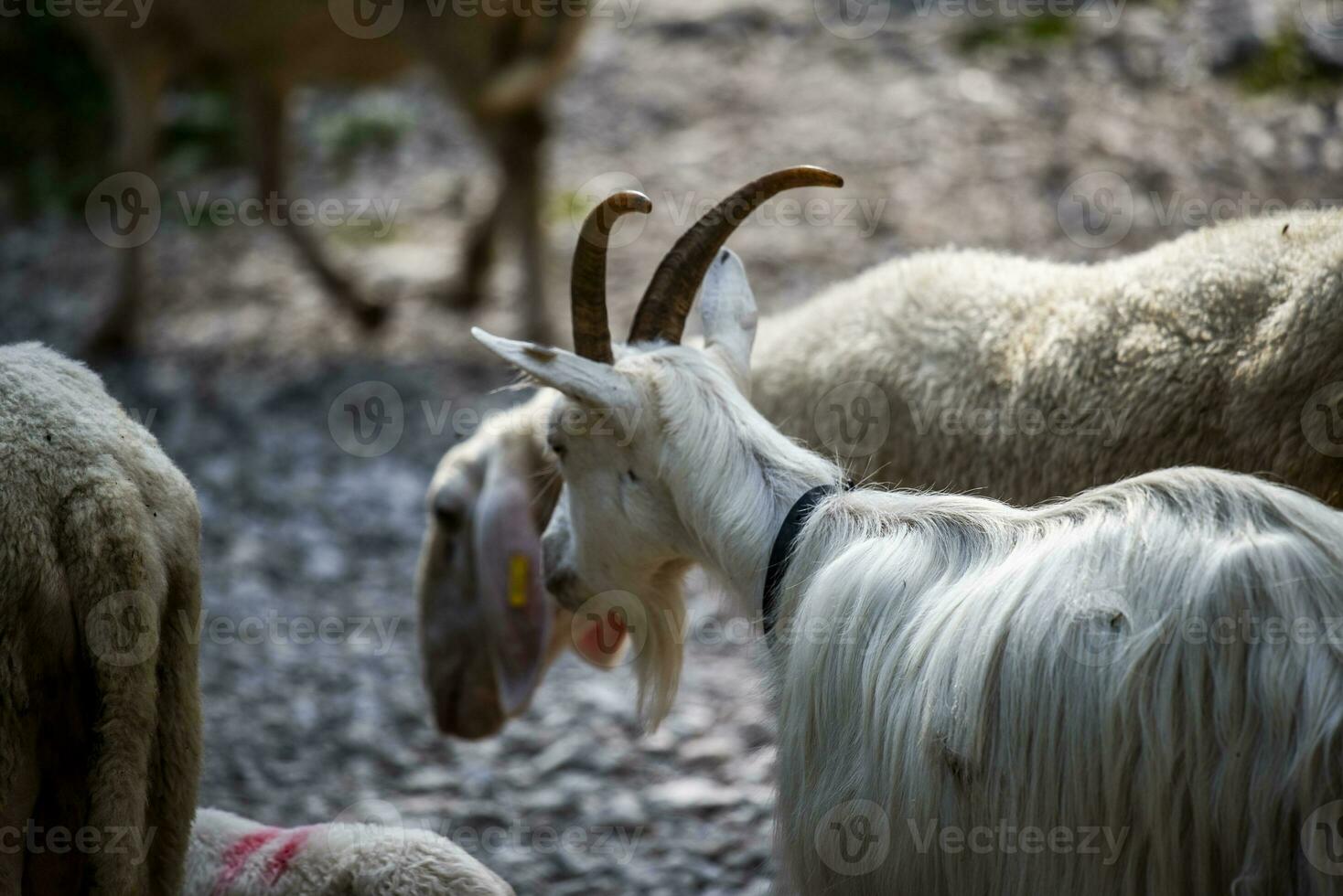 2023 7 29 Ortigara goat 6.jpg photo