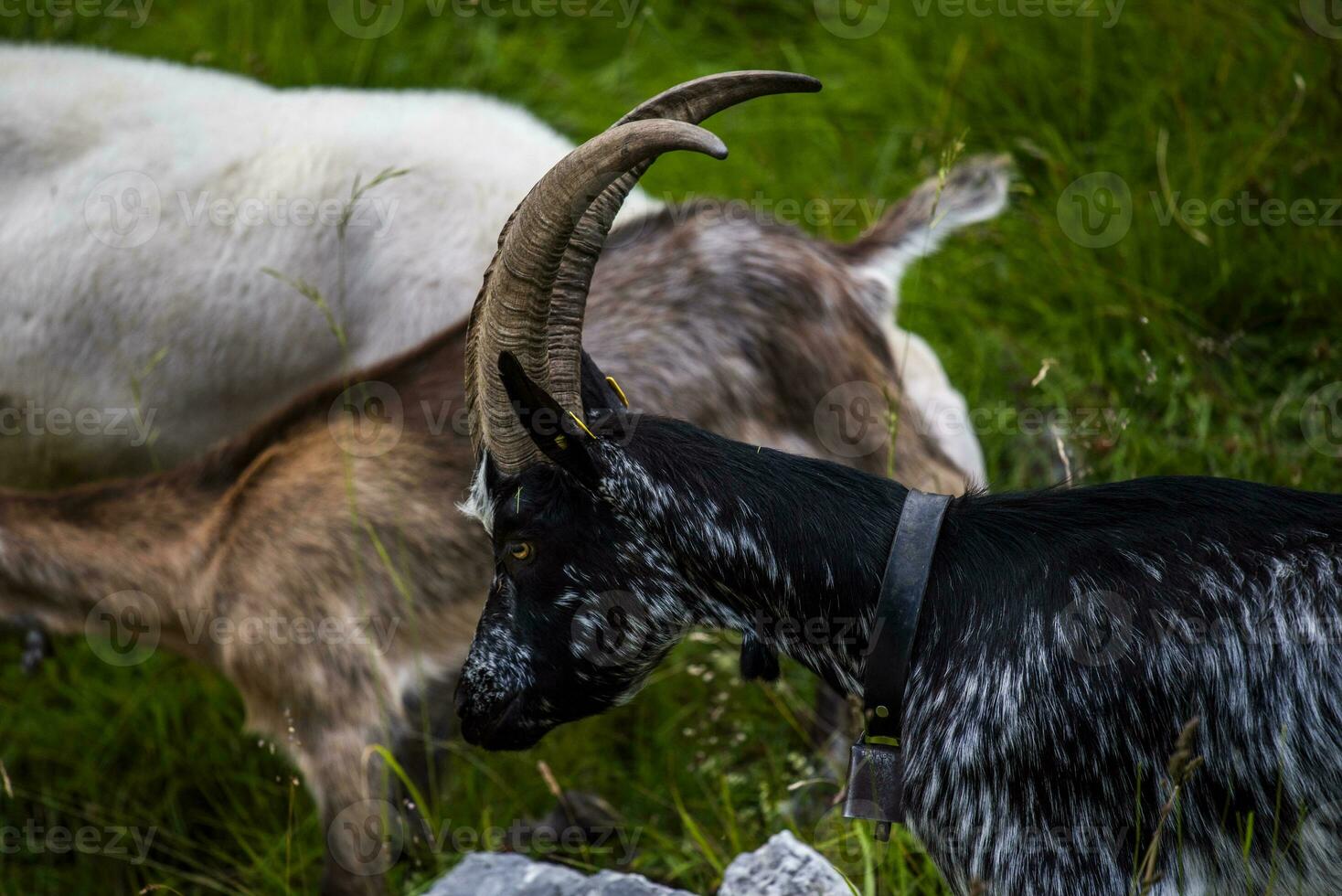 2023 7 29 Ortigara goat 10.jpg photo