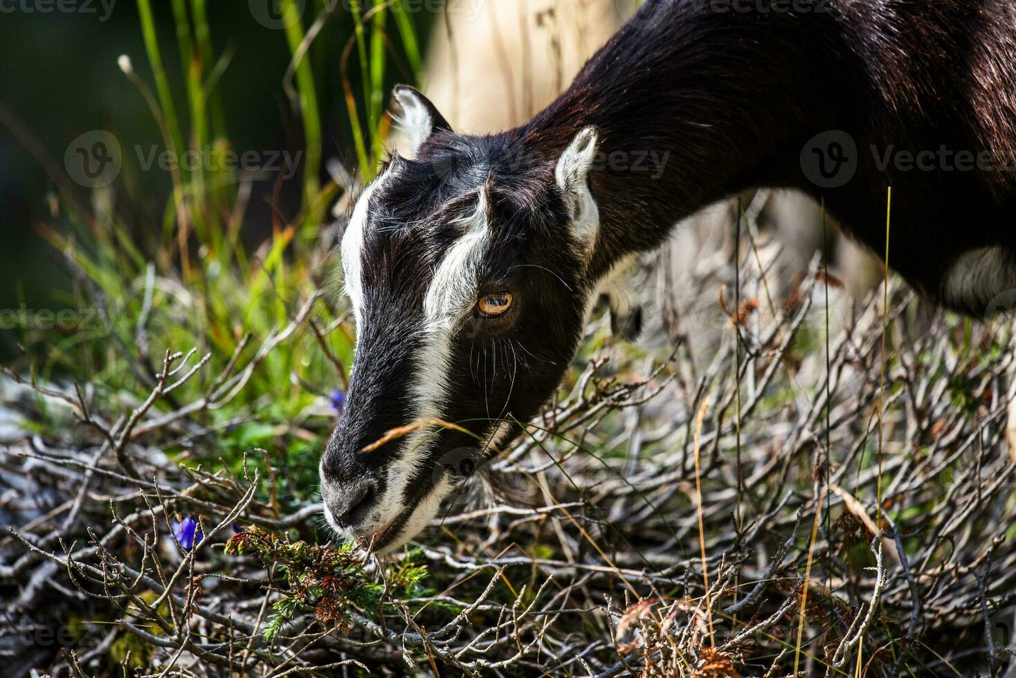 2023 7 29 Ortigara goat 2.jpg photo