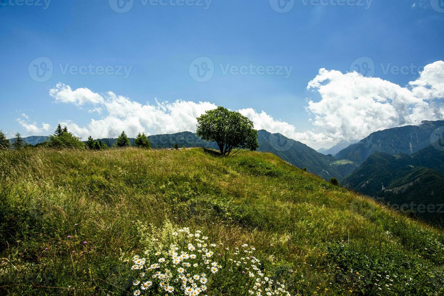 2023 7 16 Folgaria alpine pastures 10.jpg photo