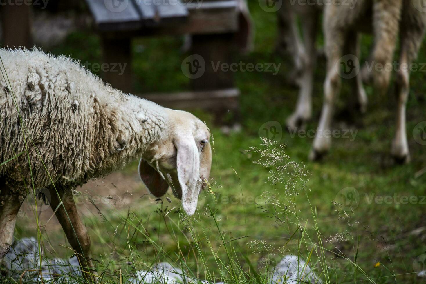 2023 7 29 Ortigara sheep.jpg photo