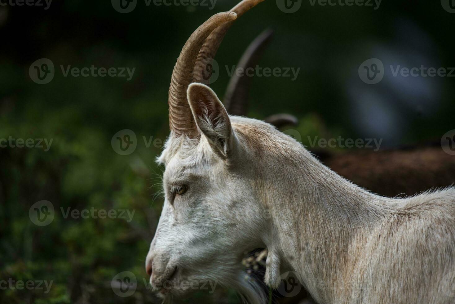 2023 7 29 Ortigara goat 8.jpg photo