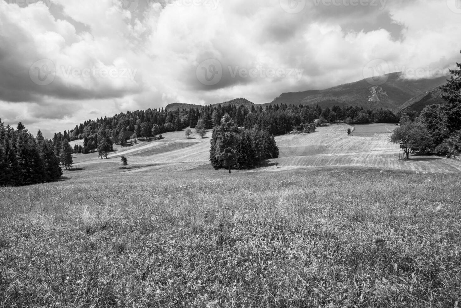 2023 7 23 Arsiero alpine pastures in Tonezza 2.jpg photo
